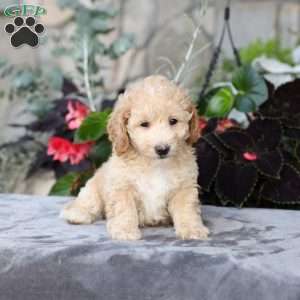 Cody, Bich-Poo Puppy